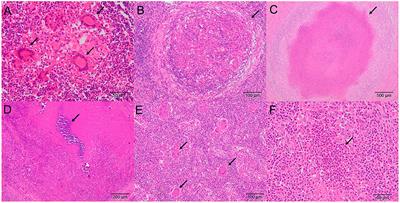 The Role of Histopathology as a Complementary Diagnostic Tool in the Monitoring of Bovine Tuberculosis